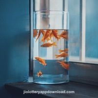 Avatar of Othoi Islam